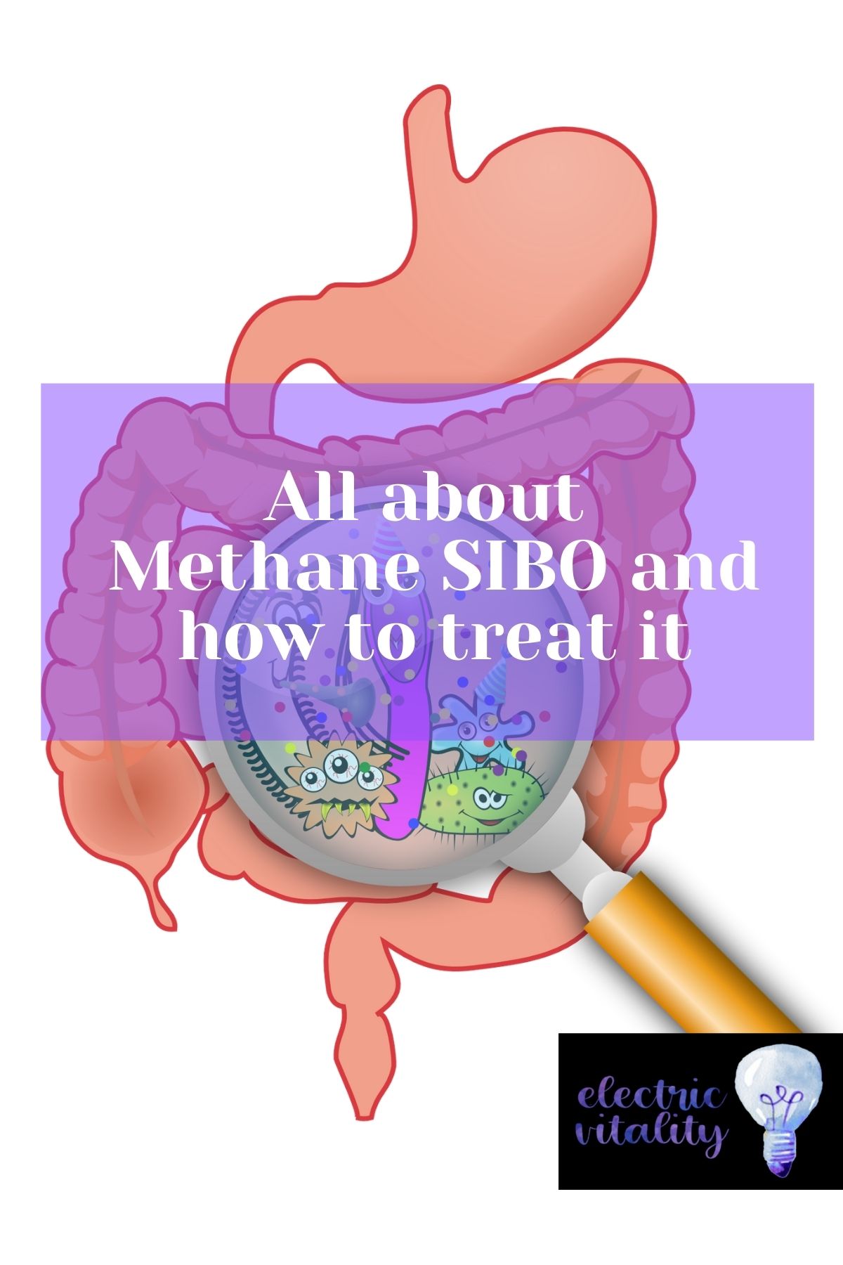 Graphic showing the small intestine with bacteria magnified. Text overlay "All about Methane SIBO and how to treat it"